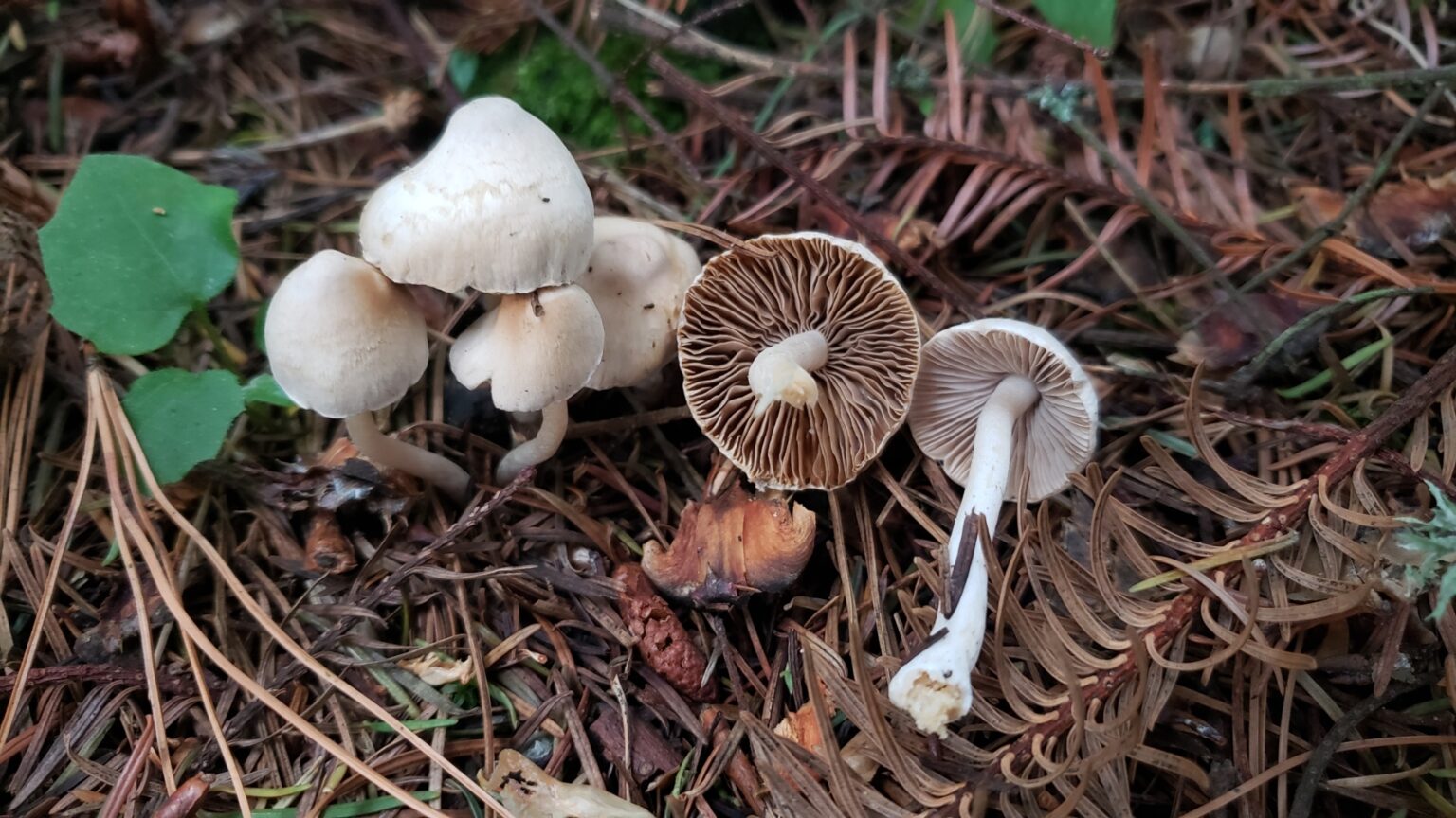 Fiber Caps (Inocybe sp.). A Fairy Ring Mushroom Look Alike.  