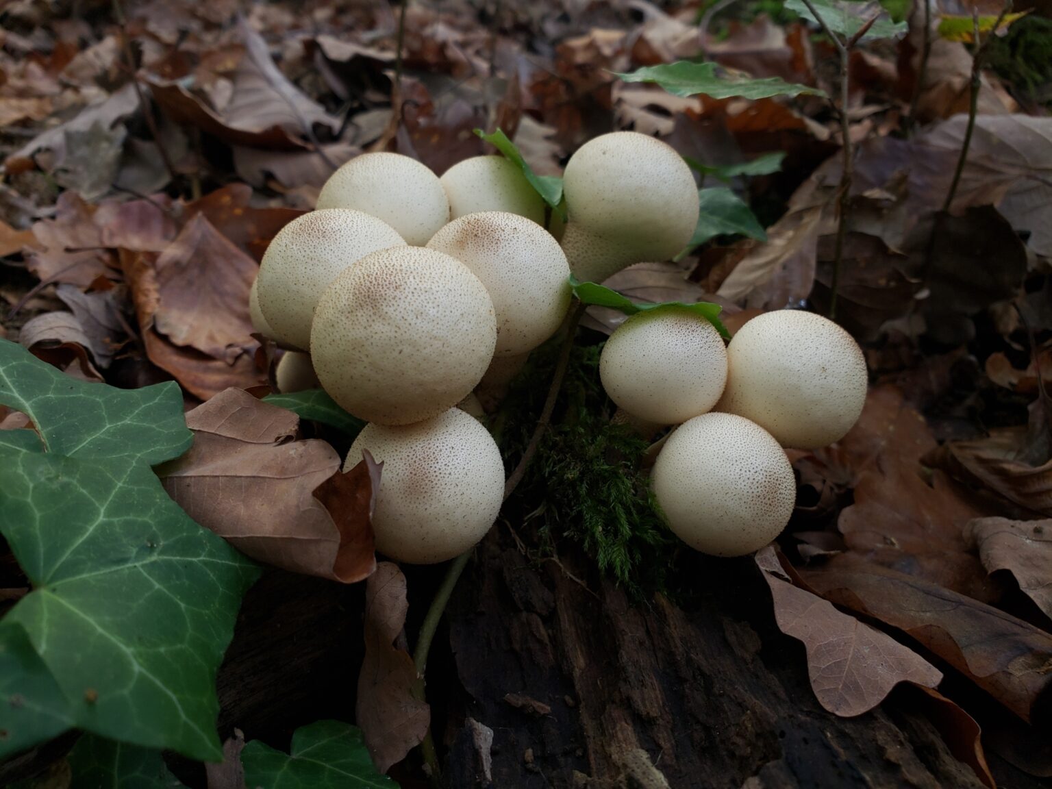 Pear-Shaped Puffball (Apioperdon pyriform)