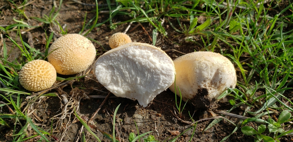 Meadow Puffball (Lycoperdon pratense)