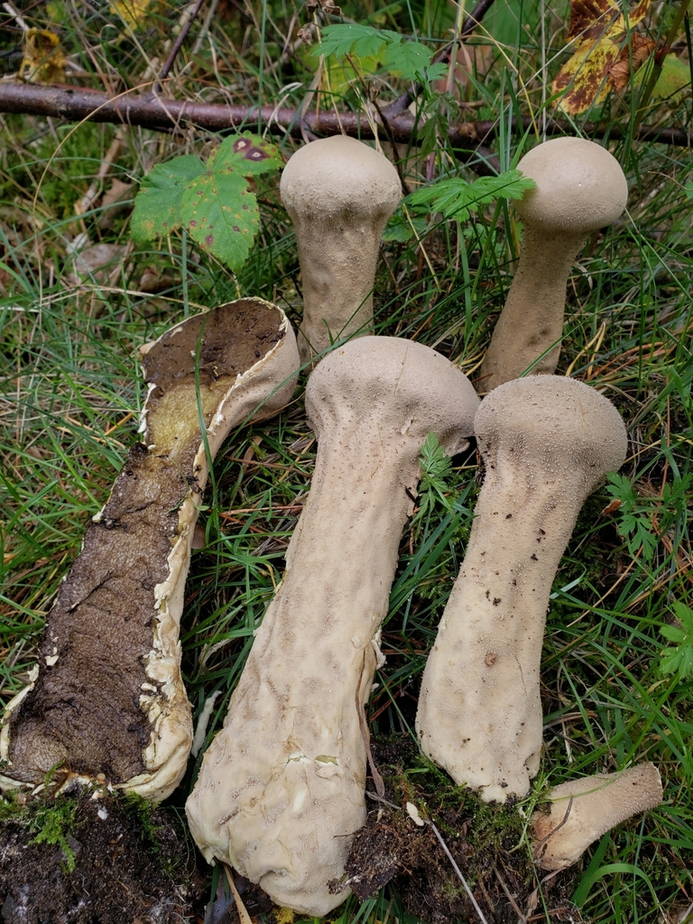 Pestle Puffball (Lycoperdon excipuliforme)