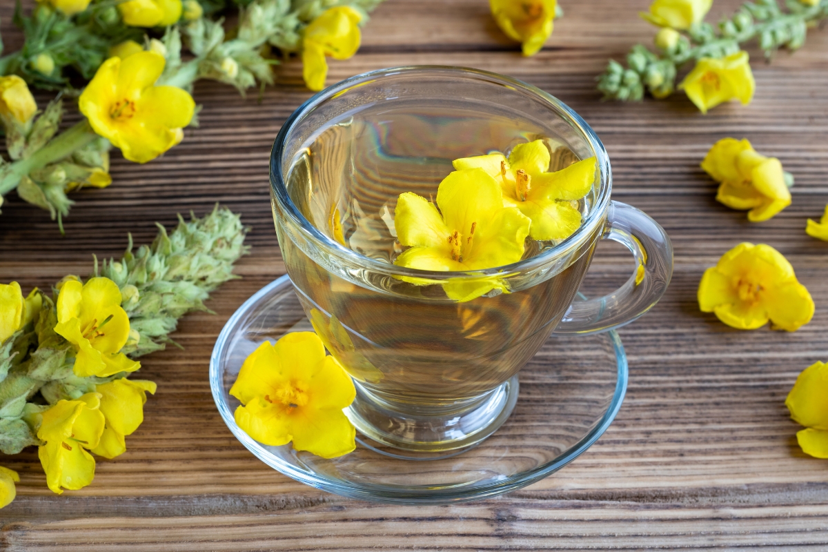Mullein Tea