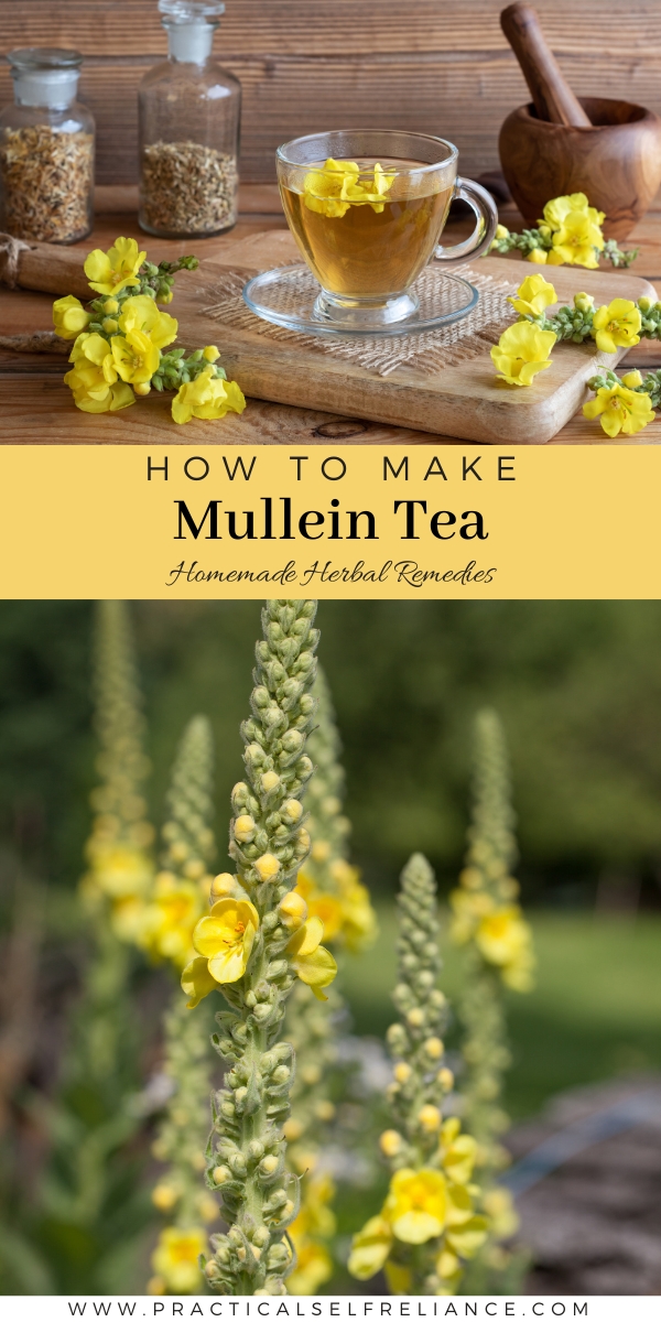 Mullein Tea Recipe