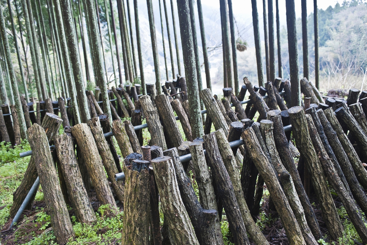 Mushroom Cultivation Logs