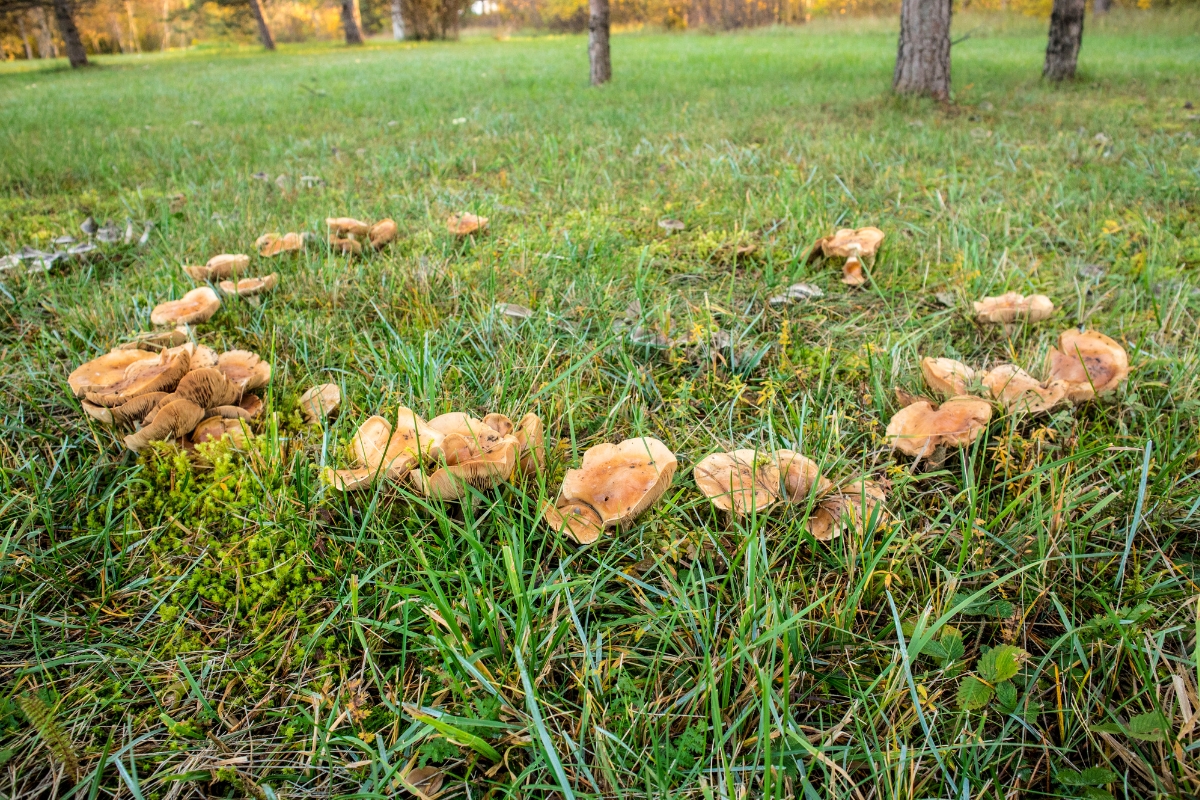 Mushroom Fairy Ring