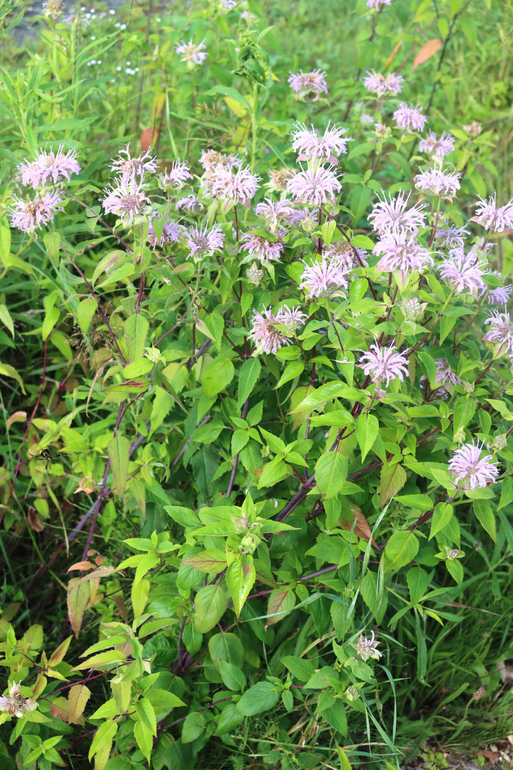 Patch of Wild Bee Balm
