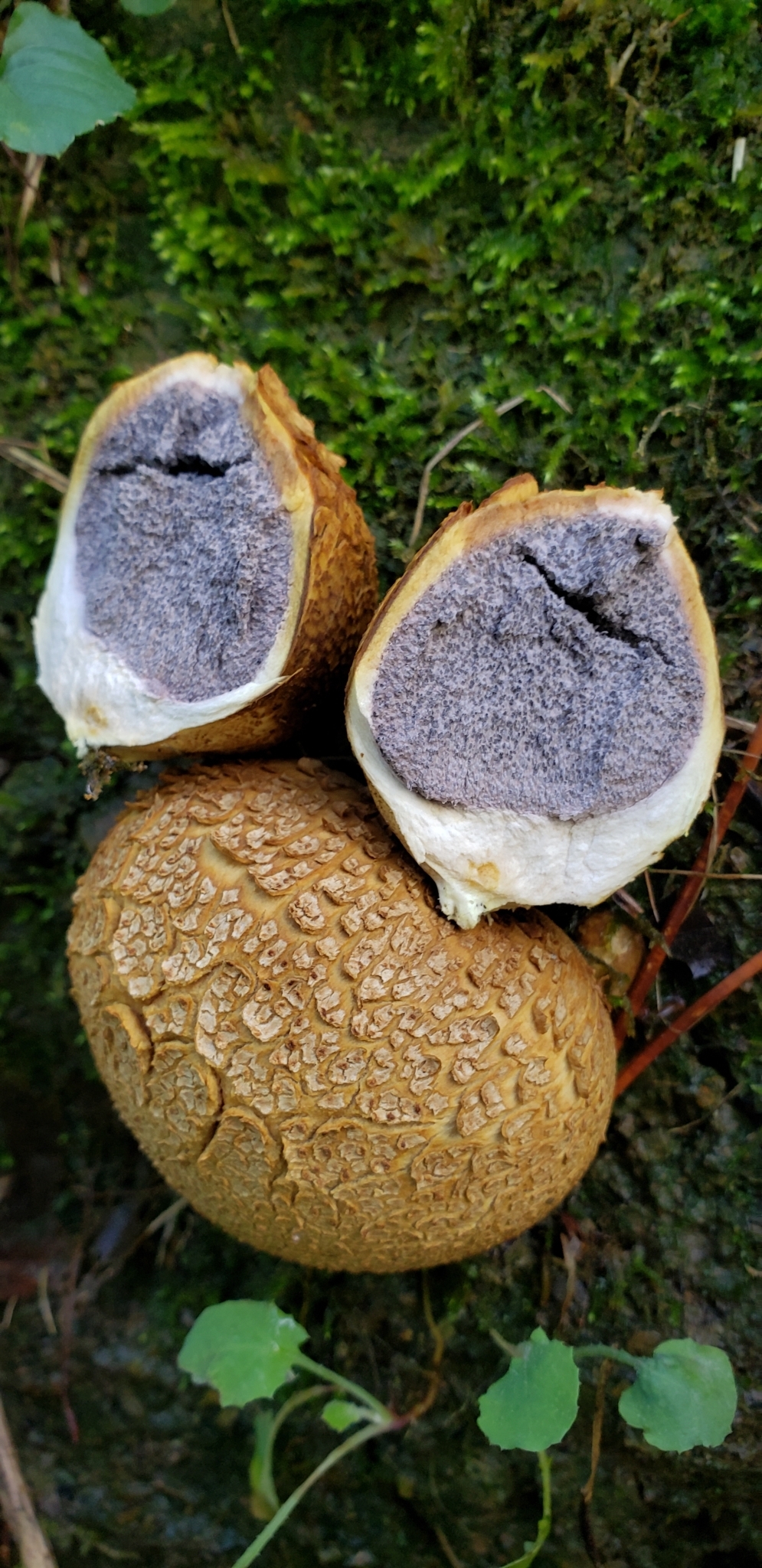 Scleroderma Earthball Puffball Look Alike
