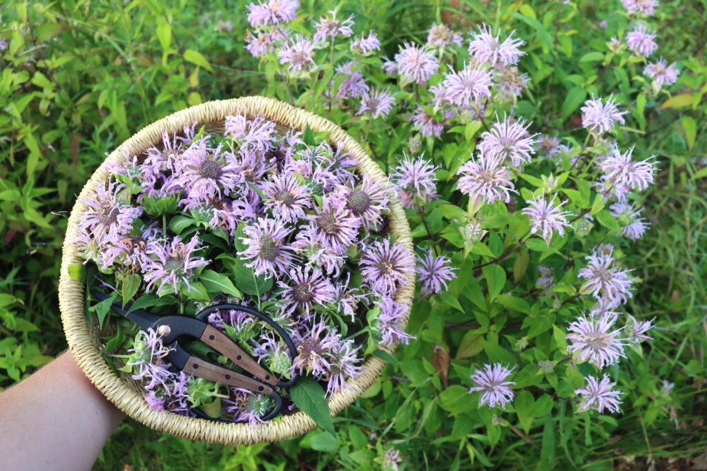 Foraging Wild Bergamot (Monarda fistulosa) — Practical Self Reliance