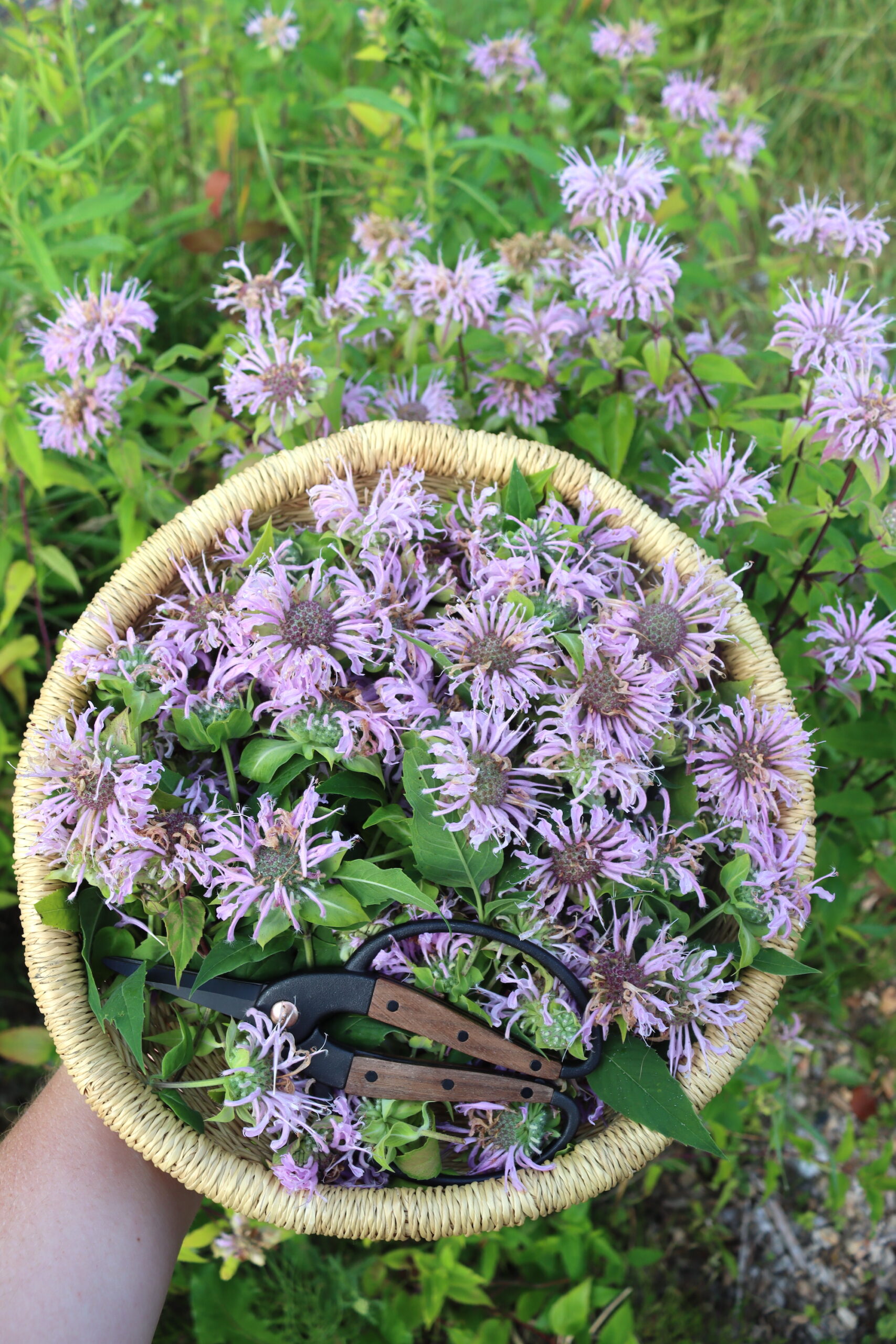 Wild Bee Balm