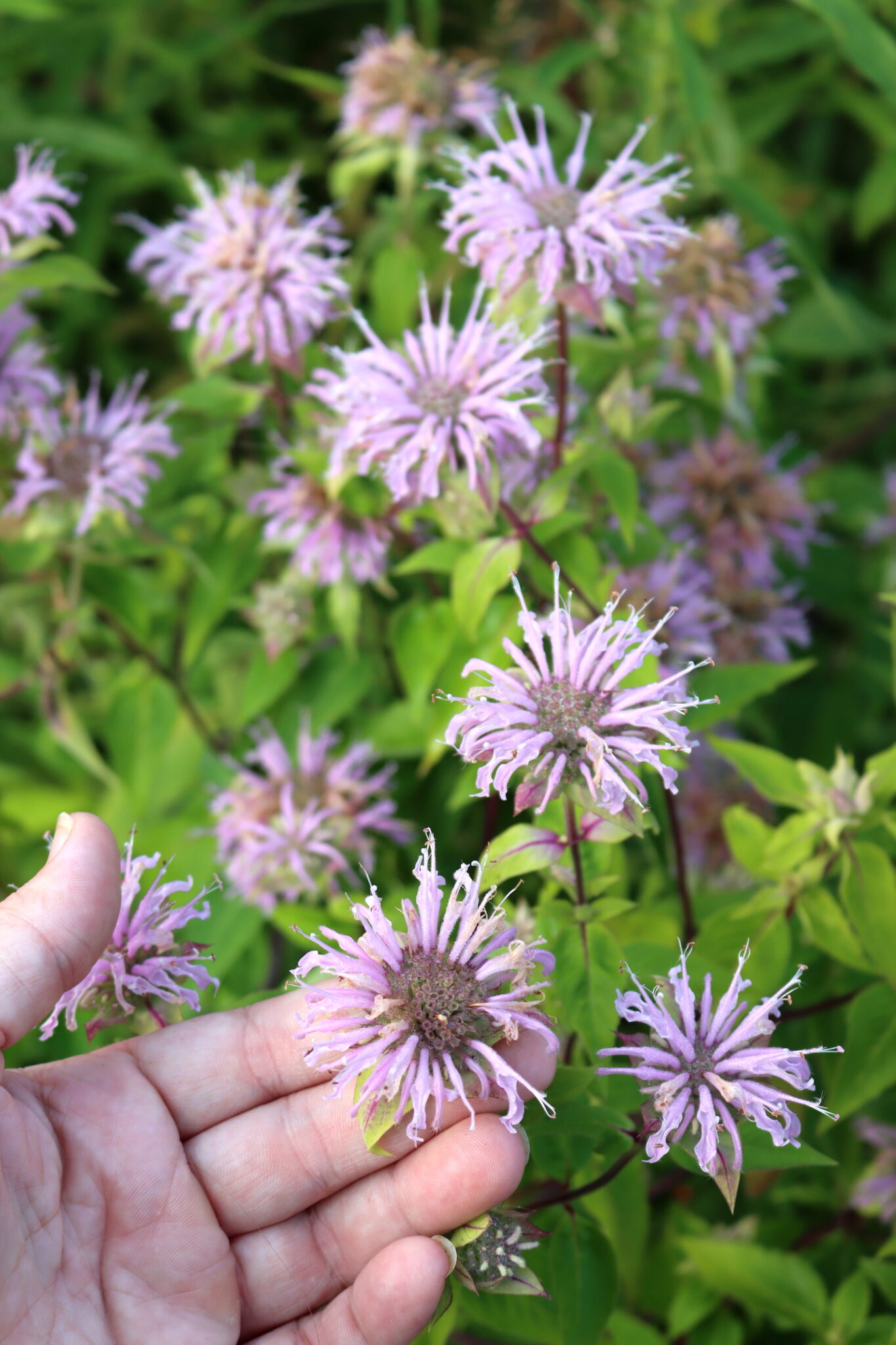 Wild Bergamot Flowers