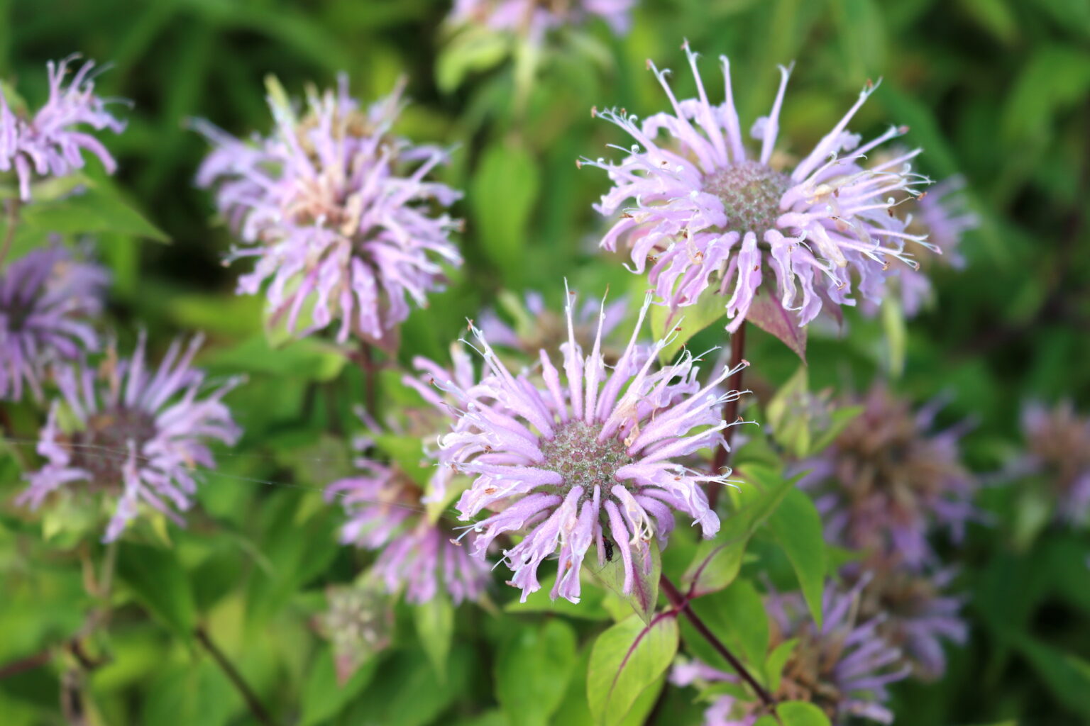 Wild Bergamot Flowers