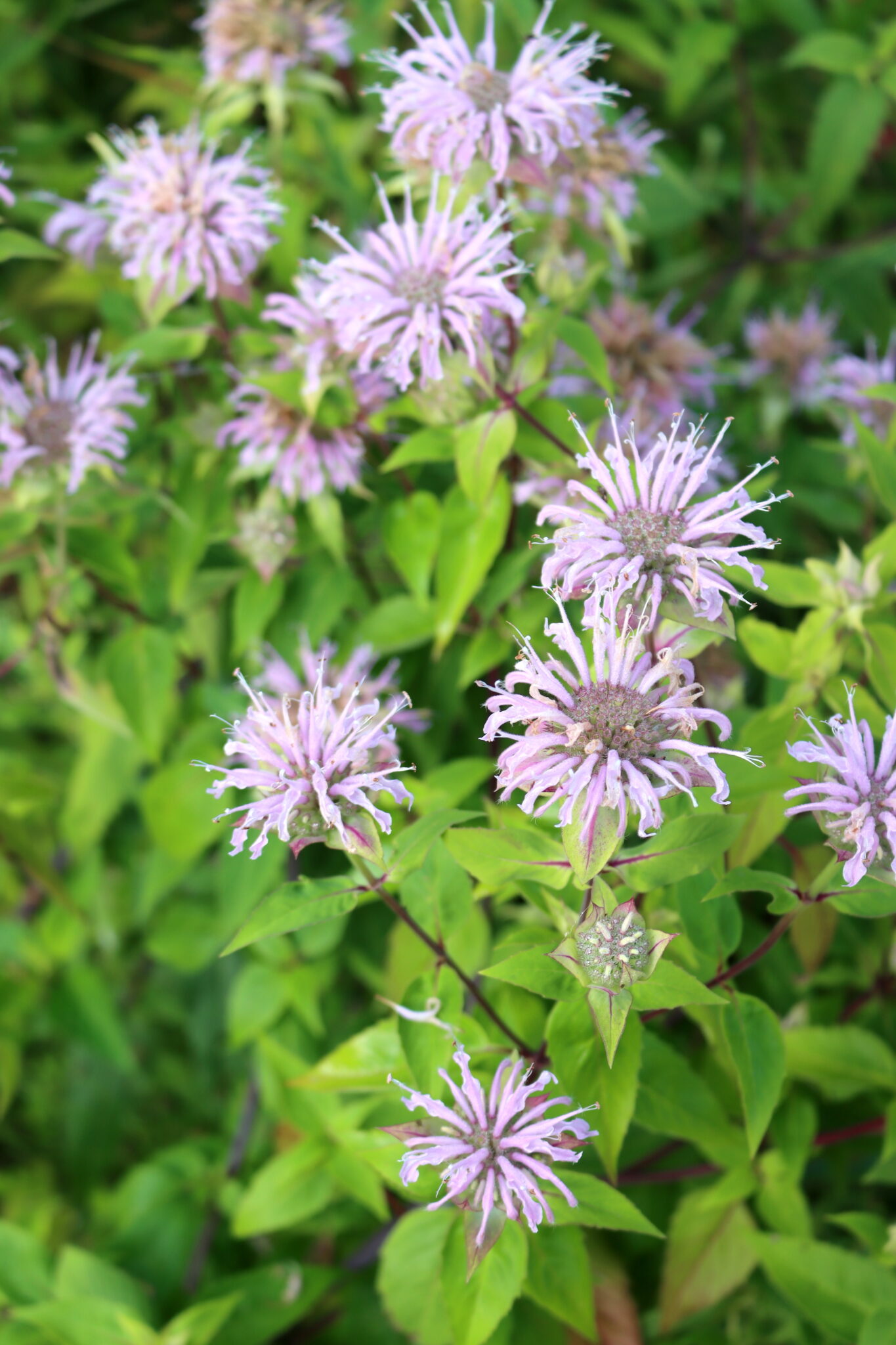 Wild Bergamot Flowers