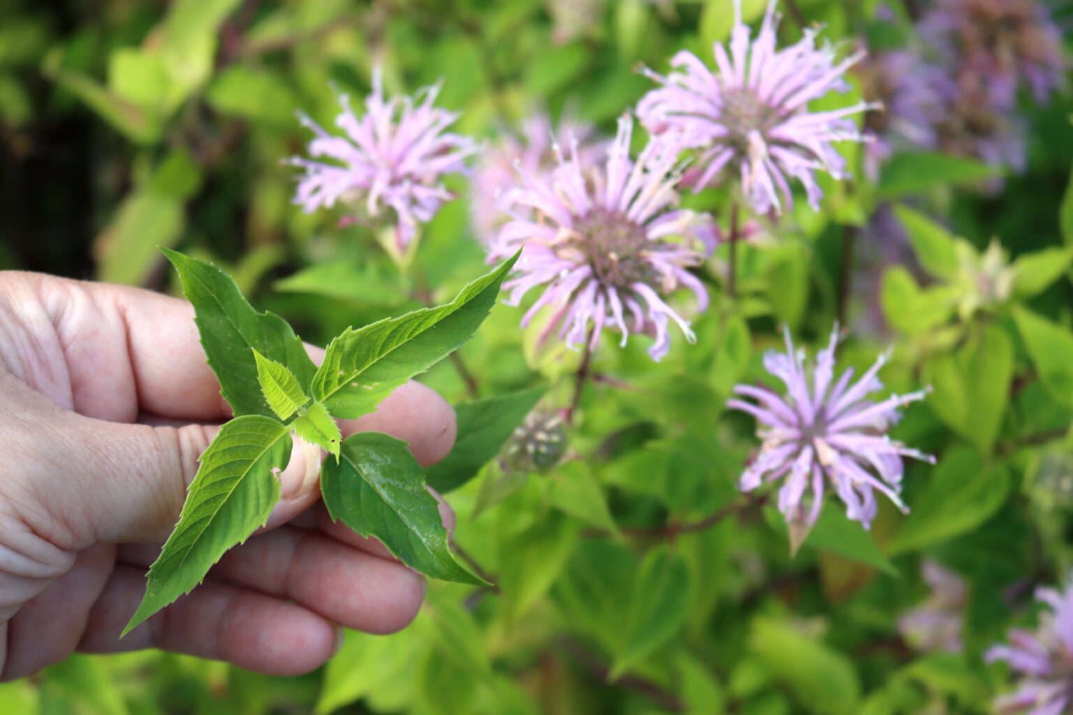 Wild Bergamot Leaves