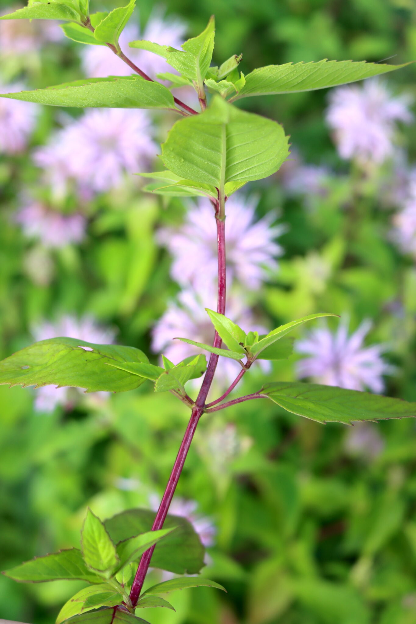 Wild Bergamot Stems