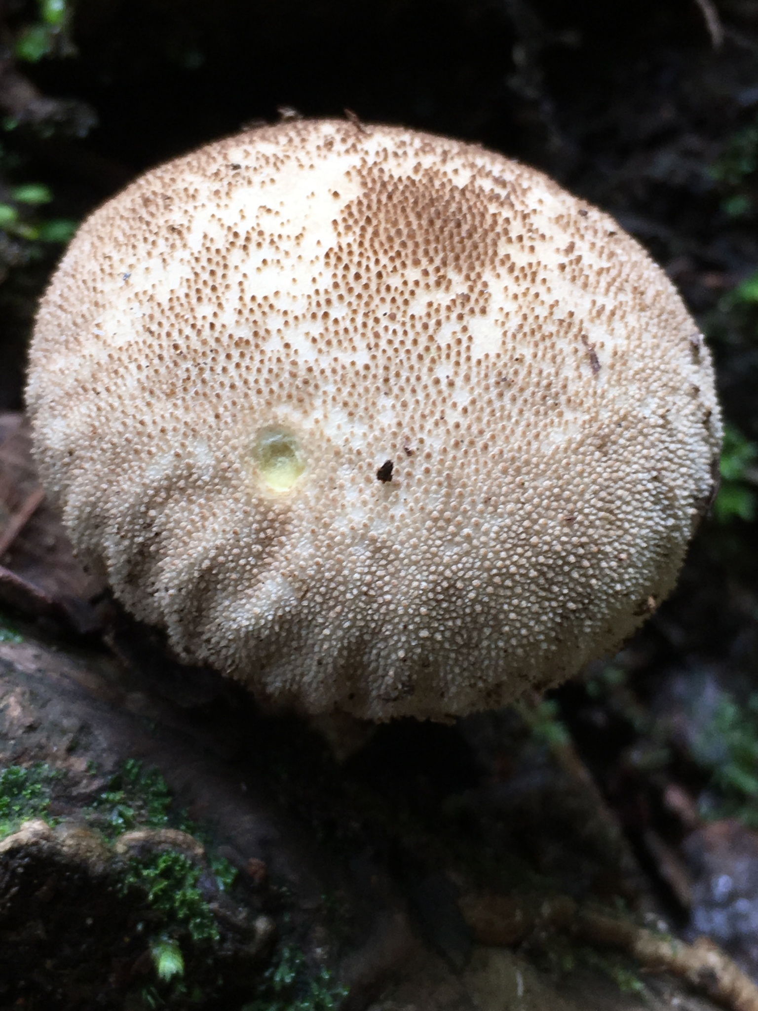 Common Puffball (Lycoperdon perlatum) Photo by Timo Mendez (CC BY 4.0 DEED)