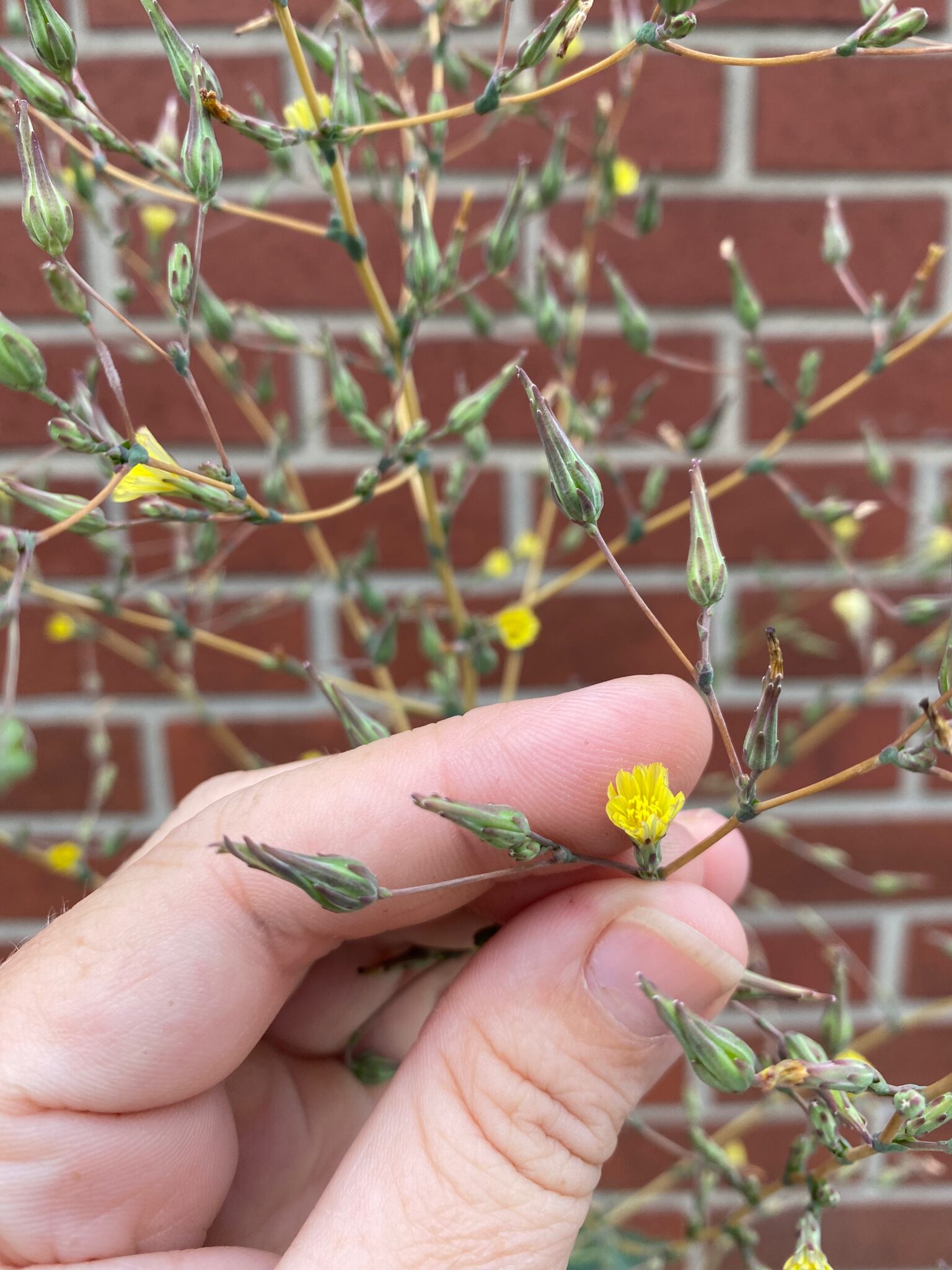 Flowering wild lettuce