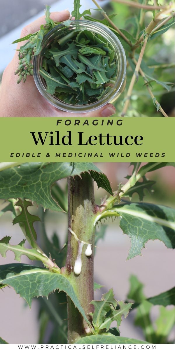 Foraging Wild Lettuce