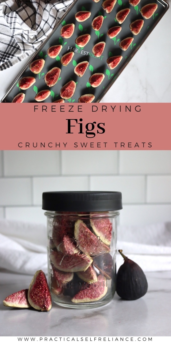 Freeze Drying Figs at Home