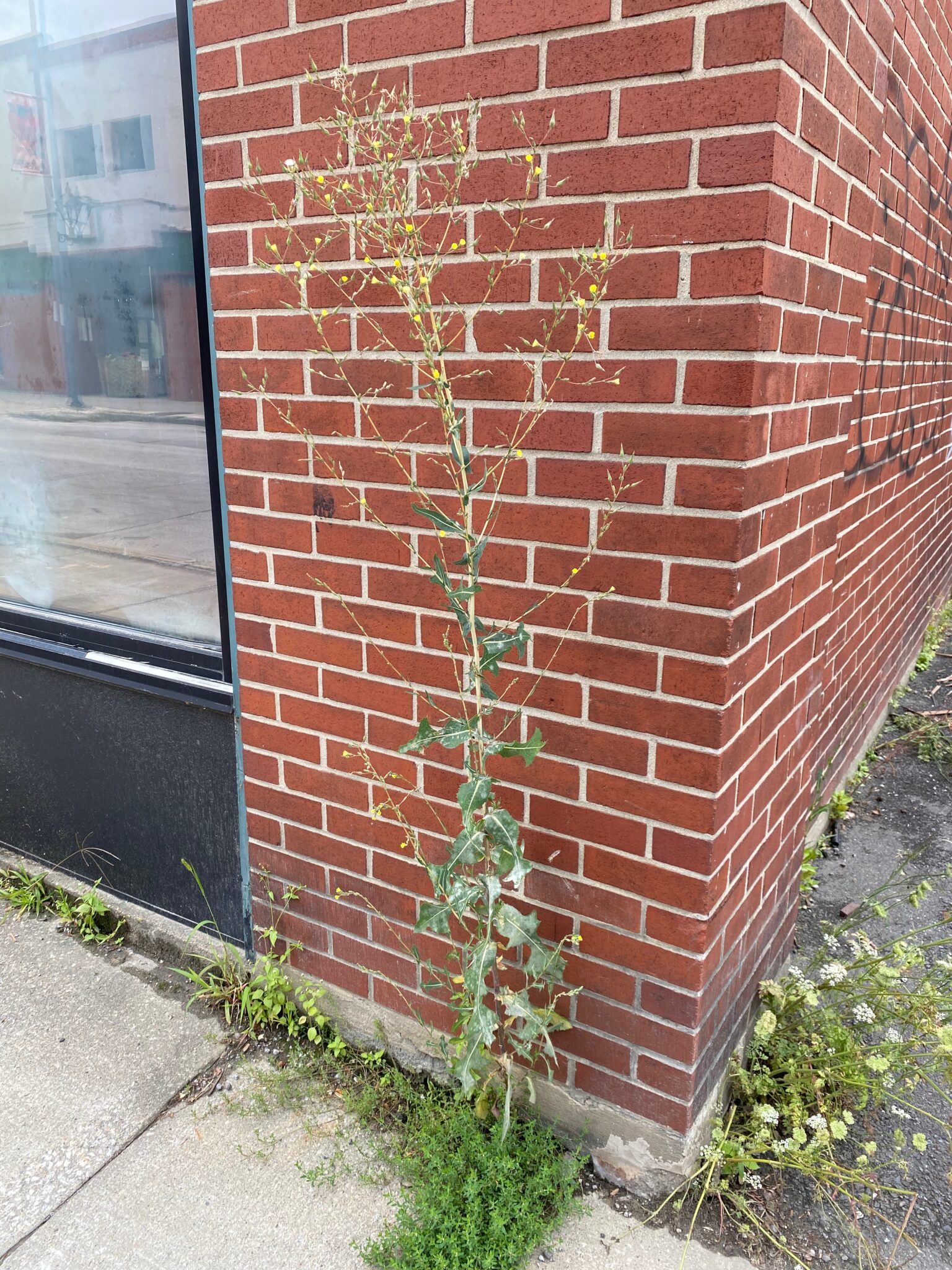 Urban Wild Lettuce Plant in Flower