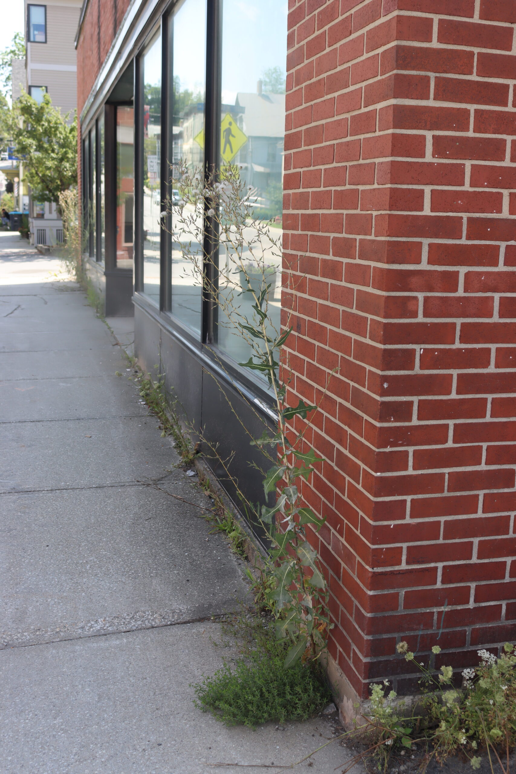 Wild Lettuce