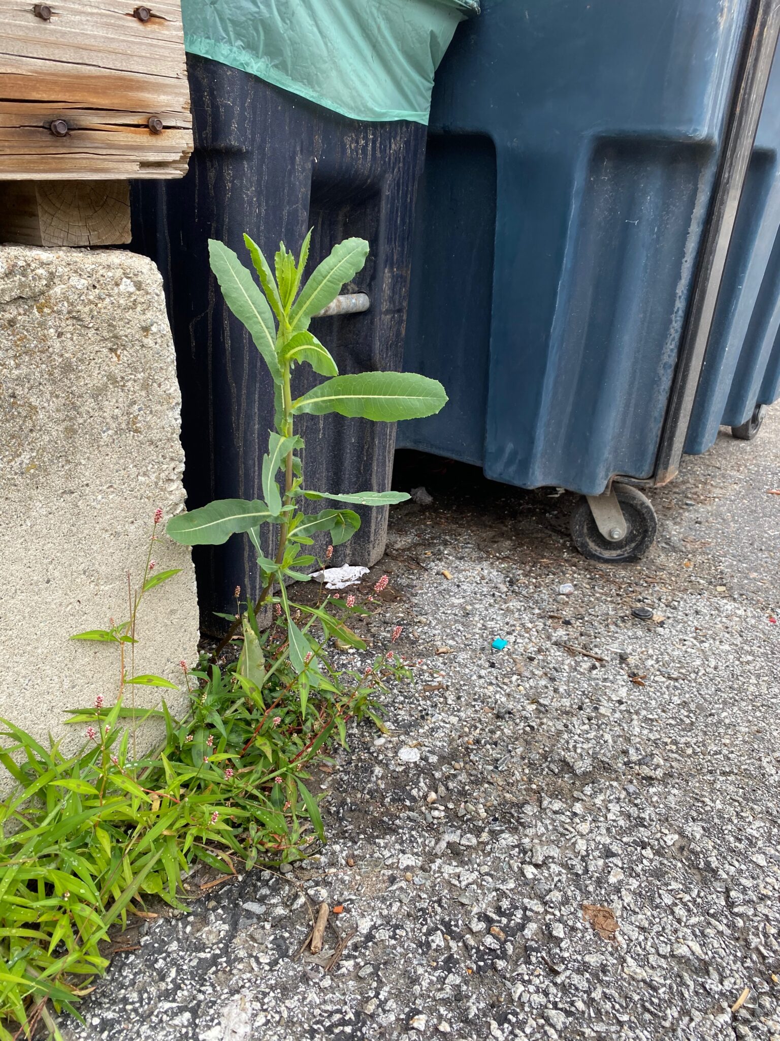 Wild Lettuce By Trash