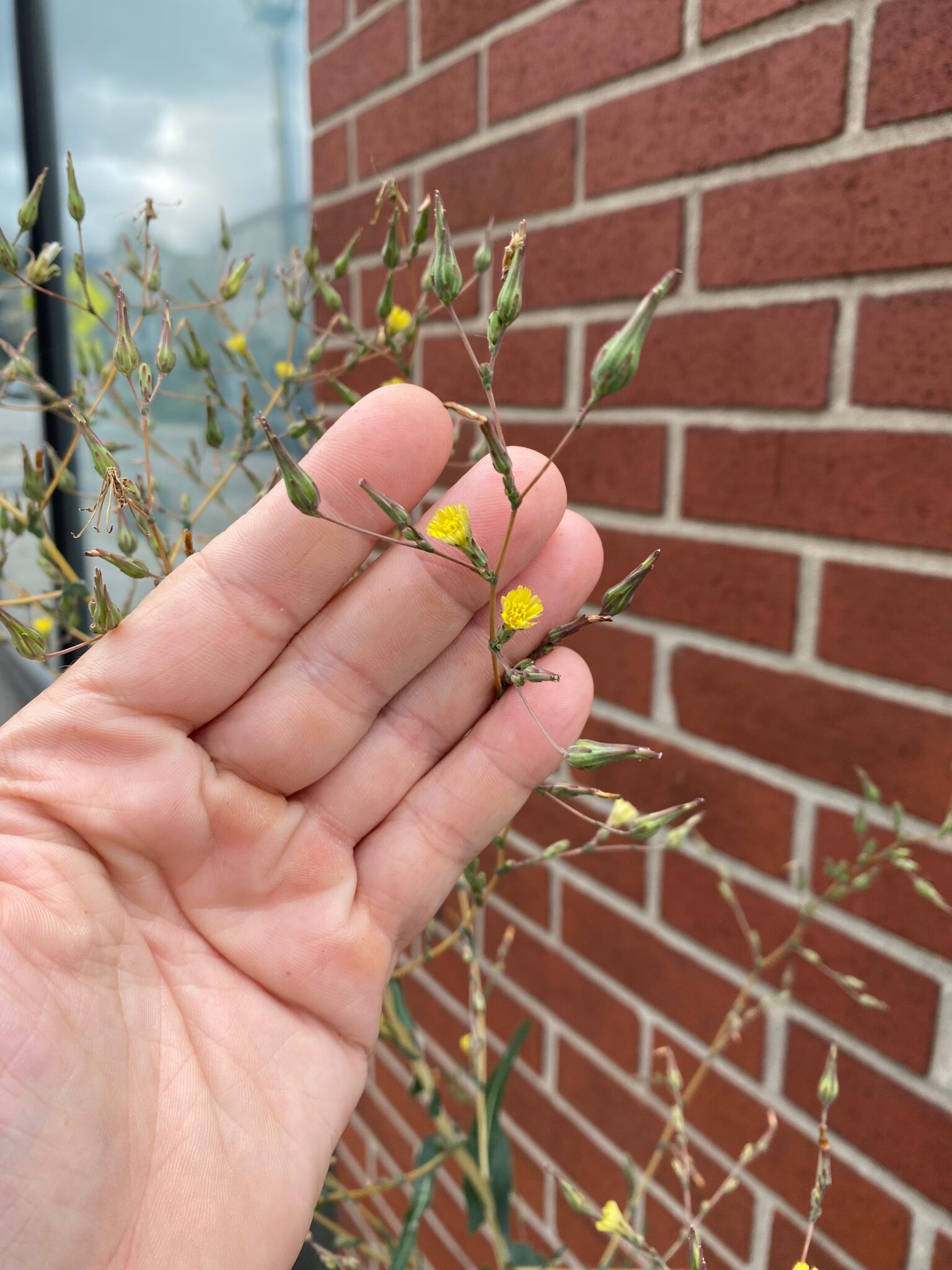 Wild Lettuce Flowers Urban