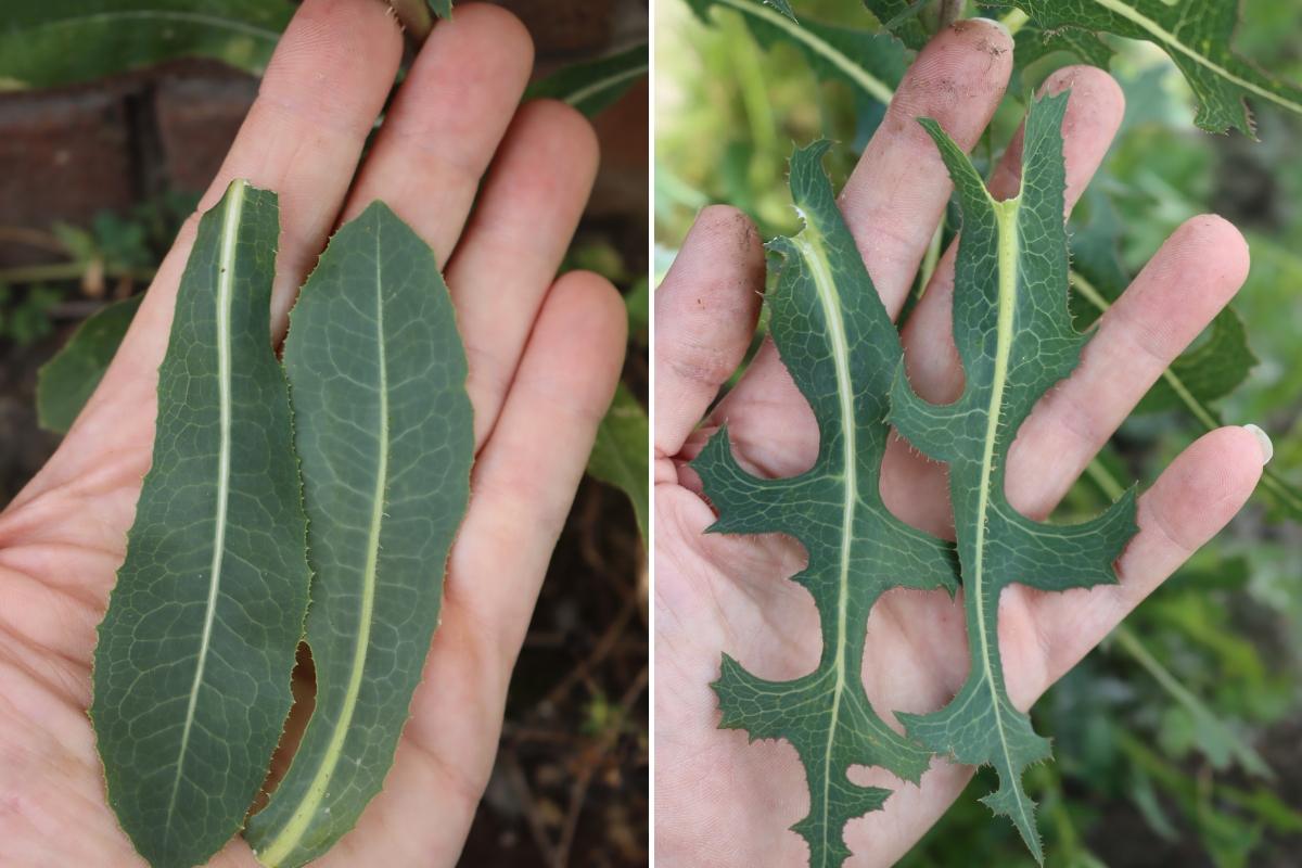 Wild Lettuce Leaf Shape