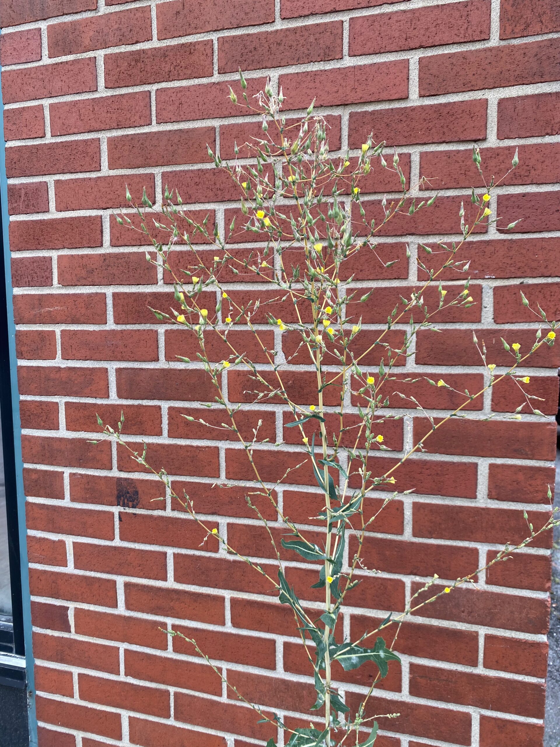 Wild Lettuce Plant