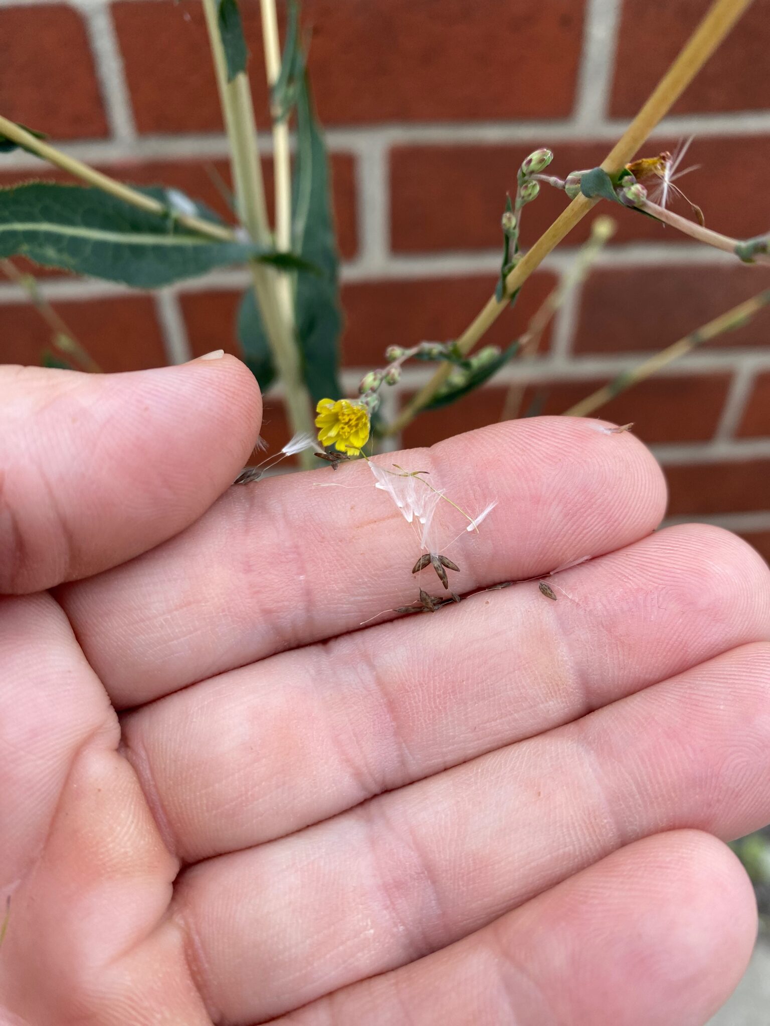 Wild Lettuce Seeds