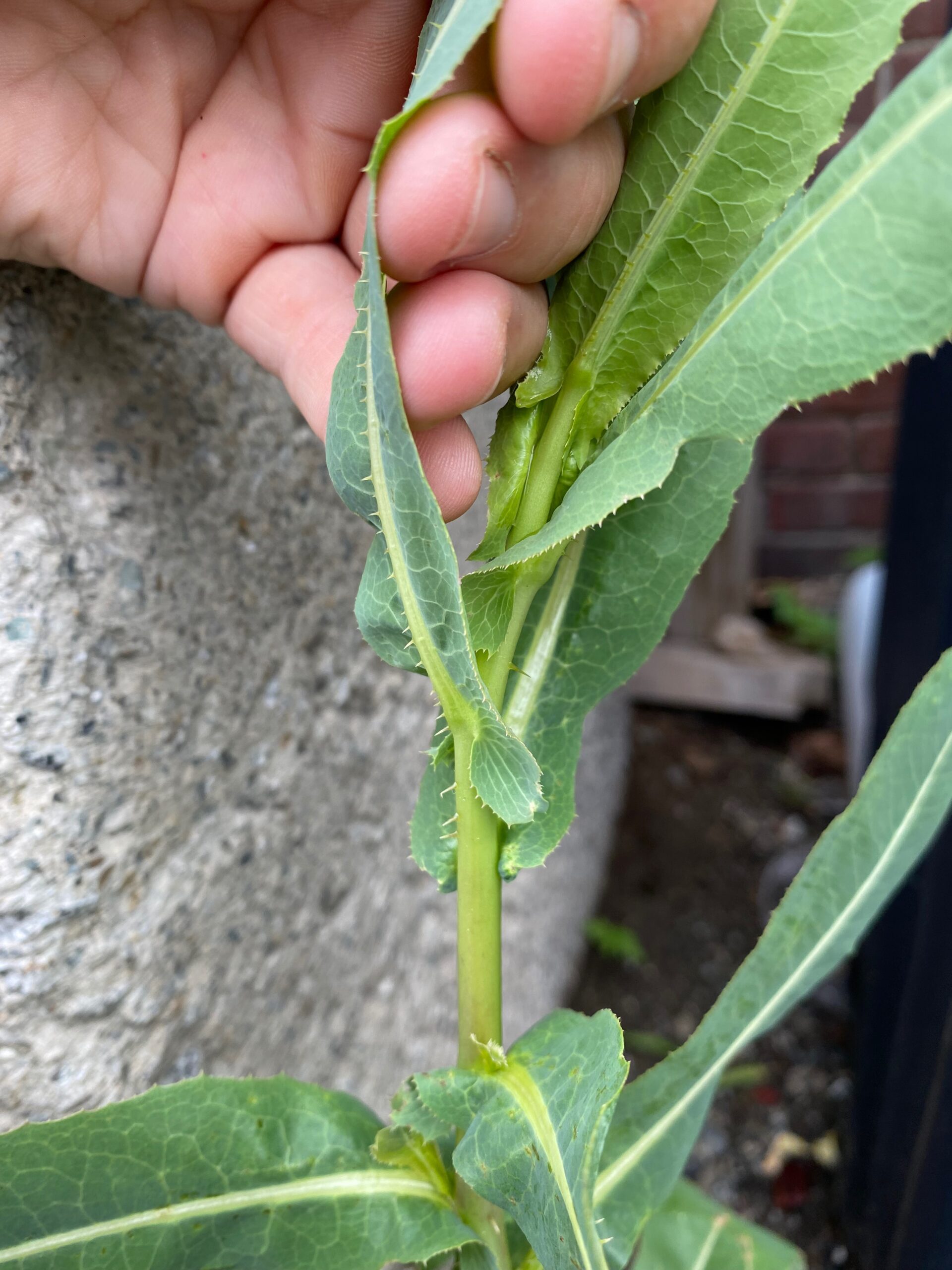 Wild Lettuce Spines