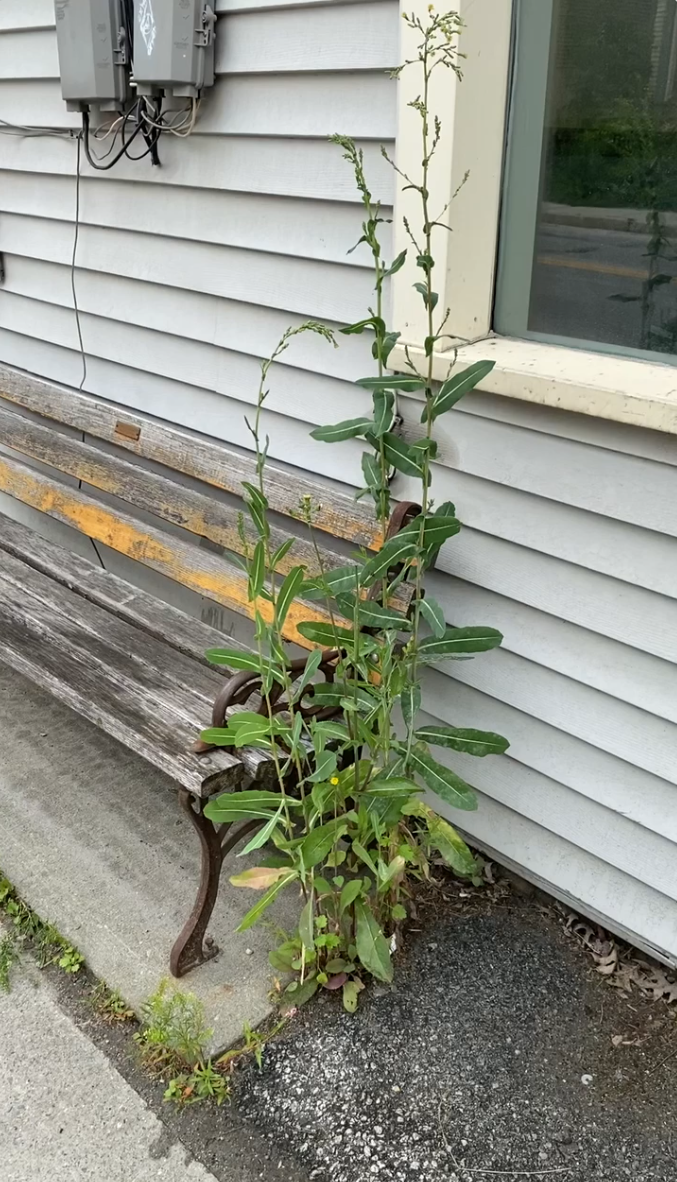 Wild Lettuce by Bench