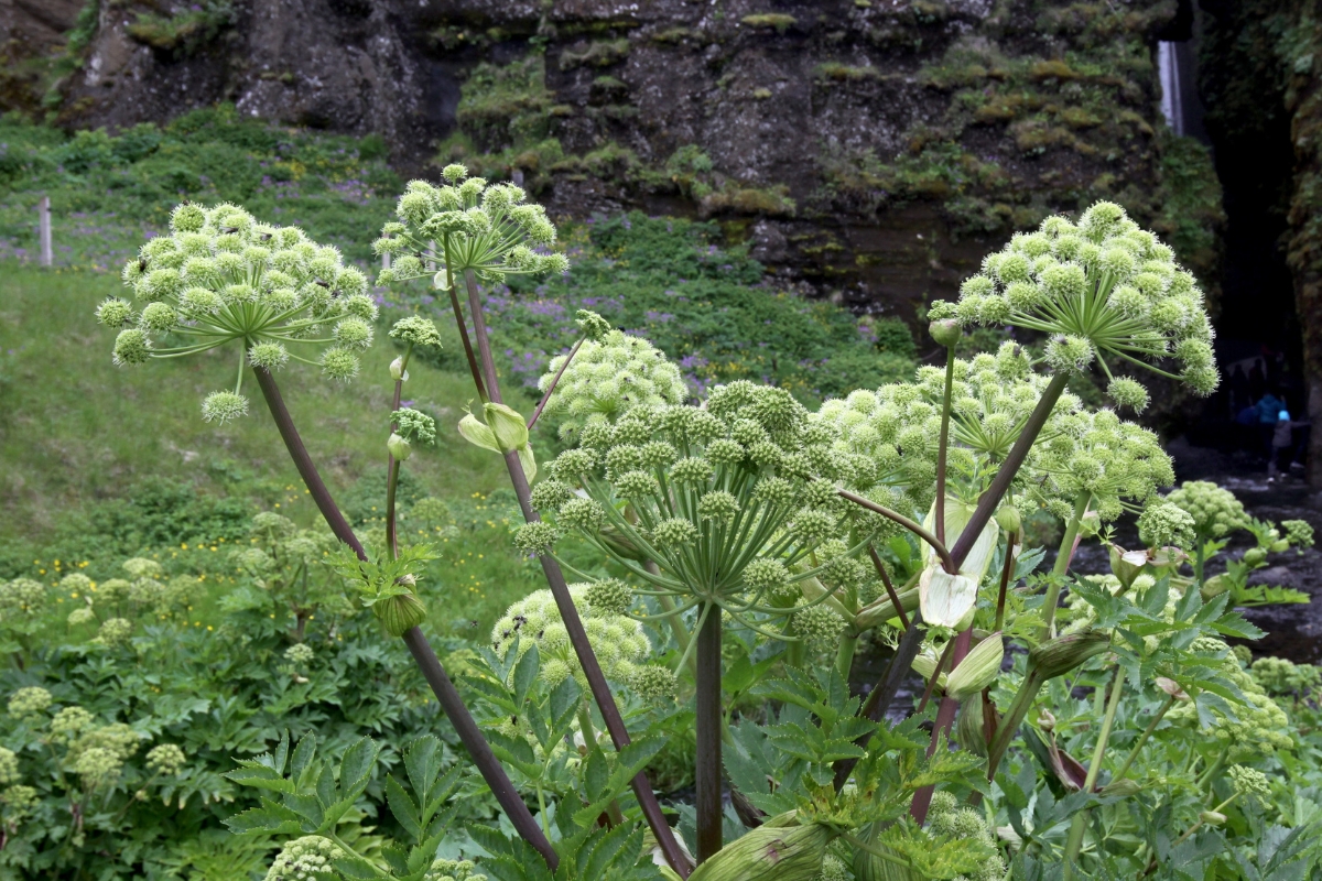 Angelica Flowers