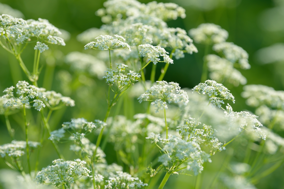 Anise Flowers
