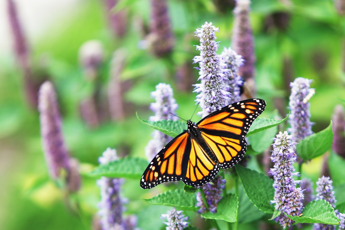 Anise Hyssop Butterfly