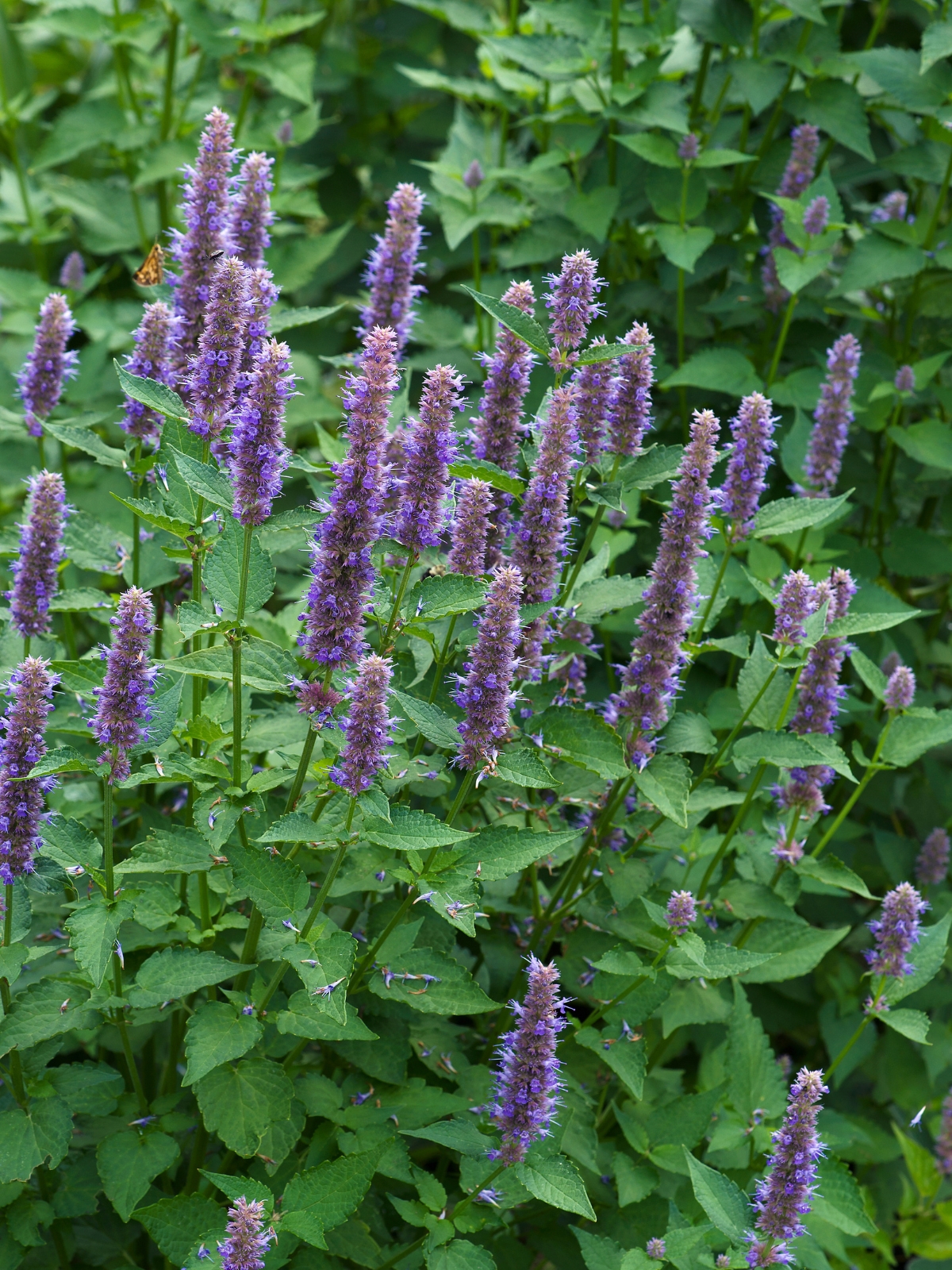 Anise Hyssop Plant
