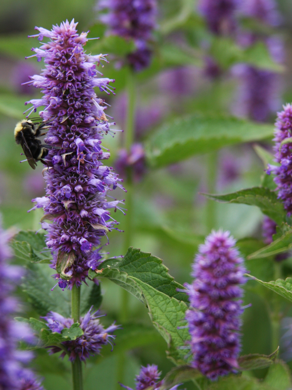 Anise Hyssop