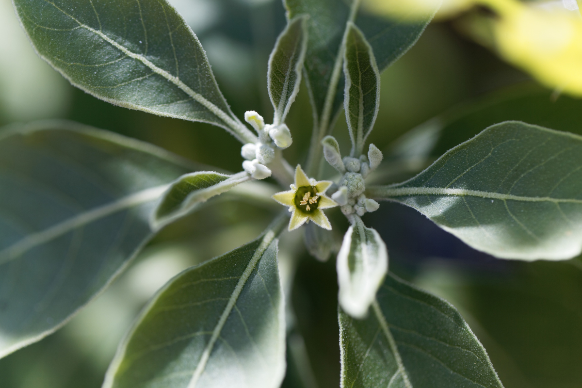 Ashwagandha Flower