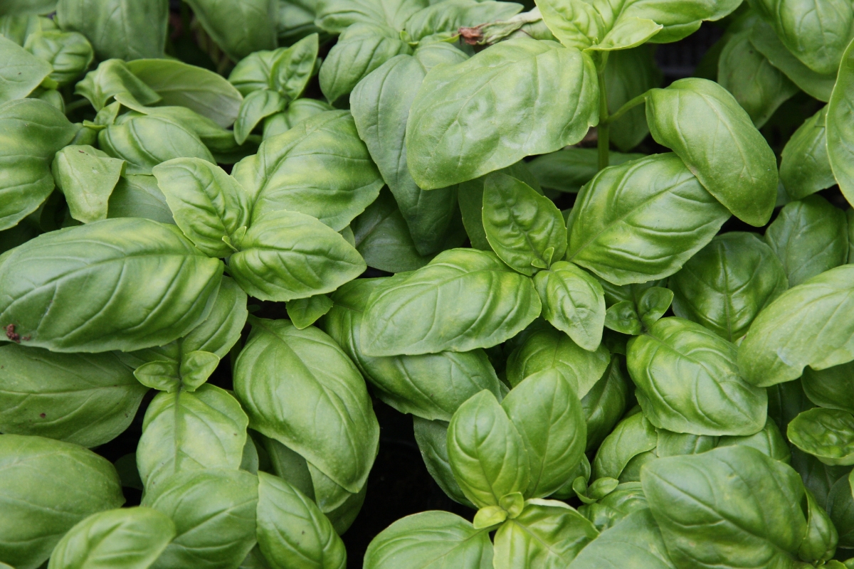Basil Plants