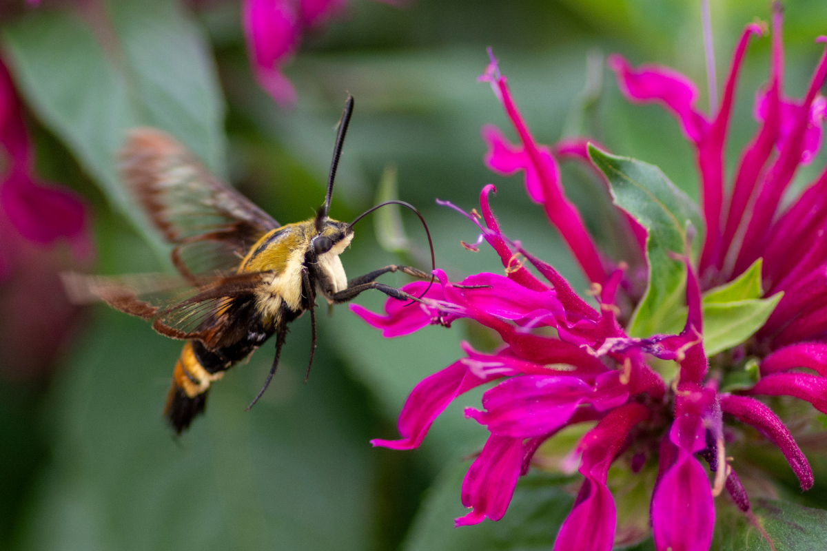 Bee Balm with Hummingbird Mimic