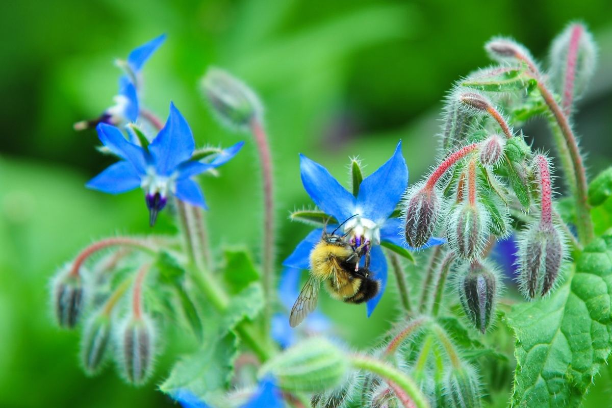 Borage Pollinator
