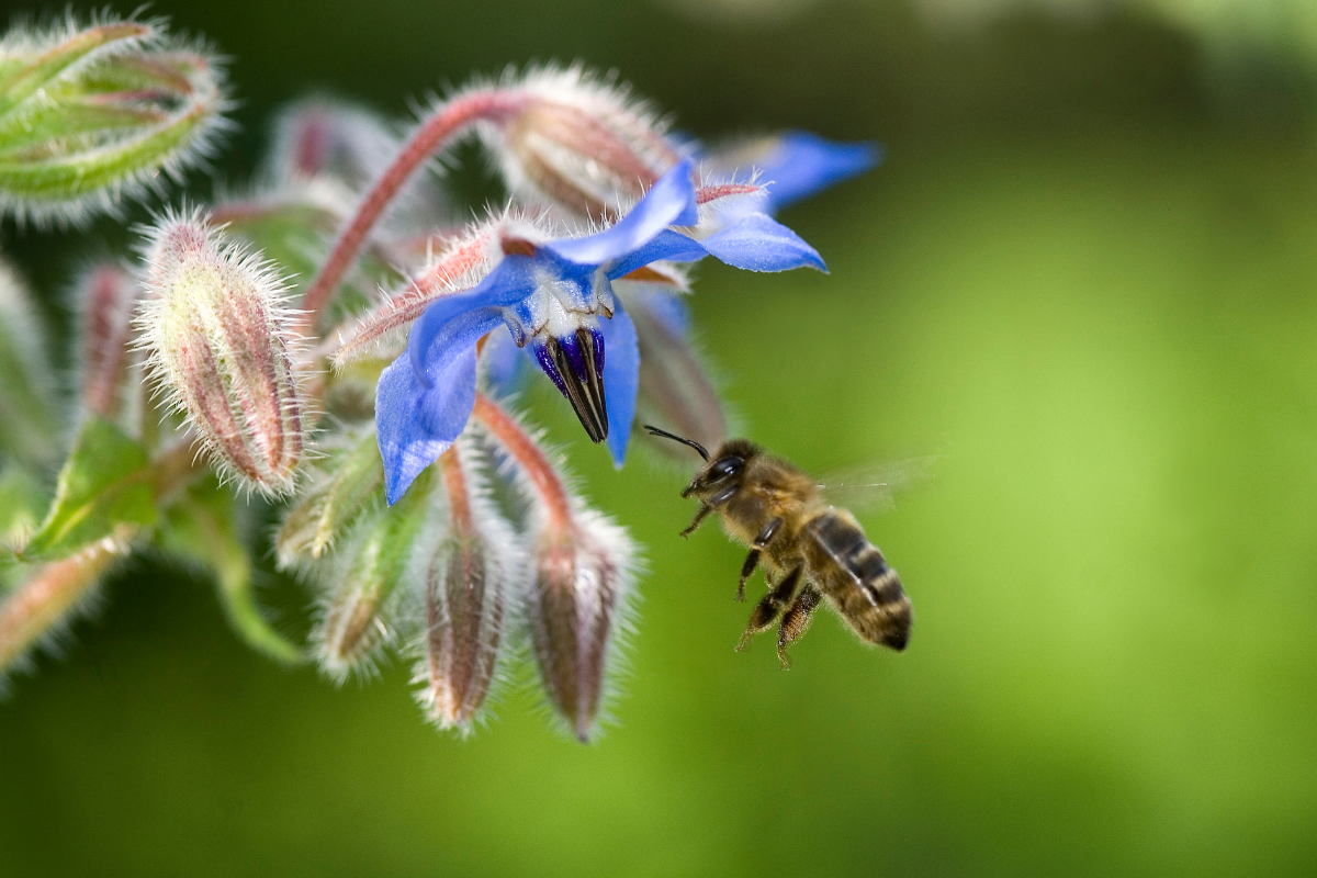 Borage and Bee