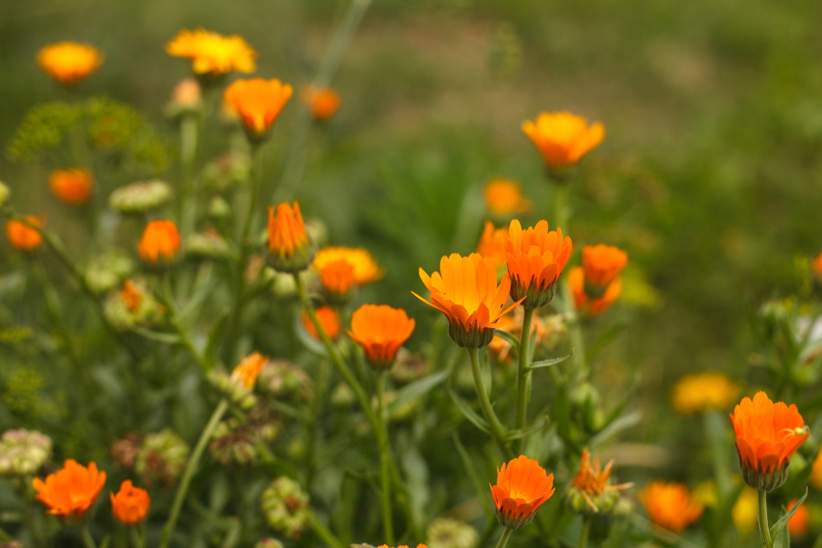 Calendula Flowers
