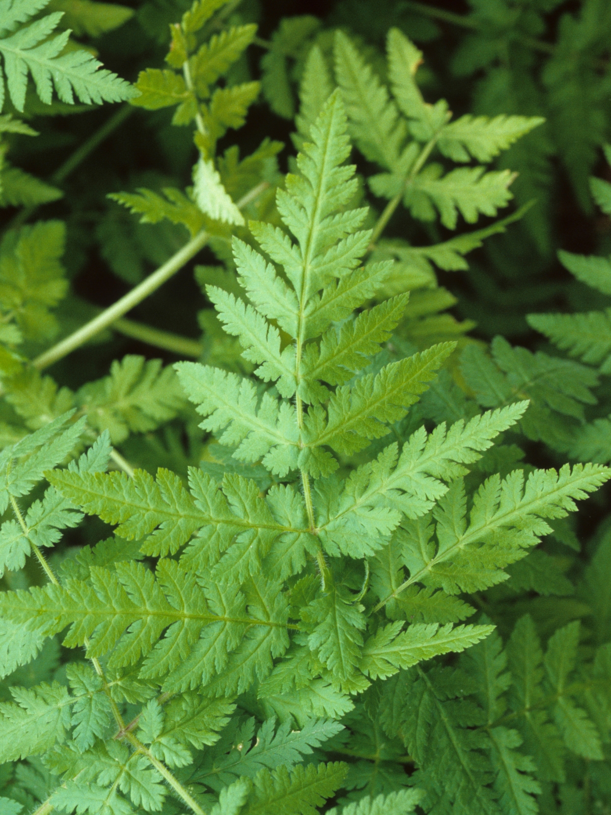Chervil