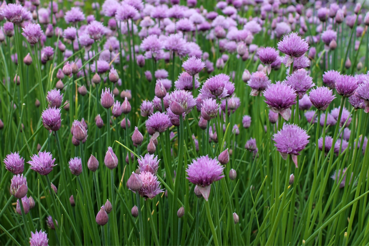 Chive Flowers