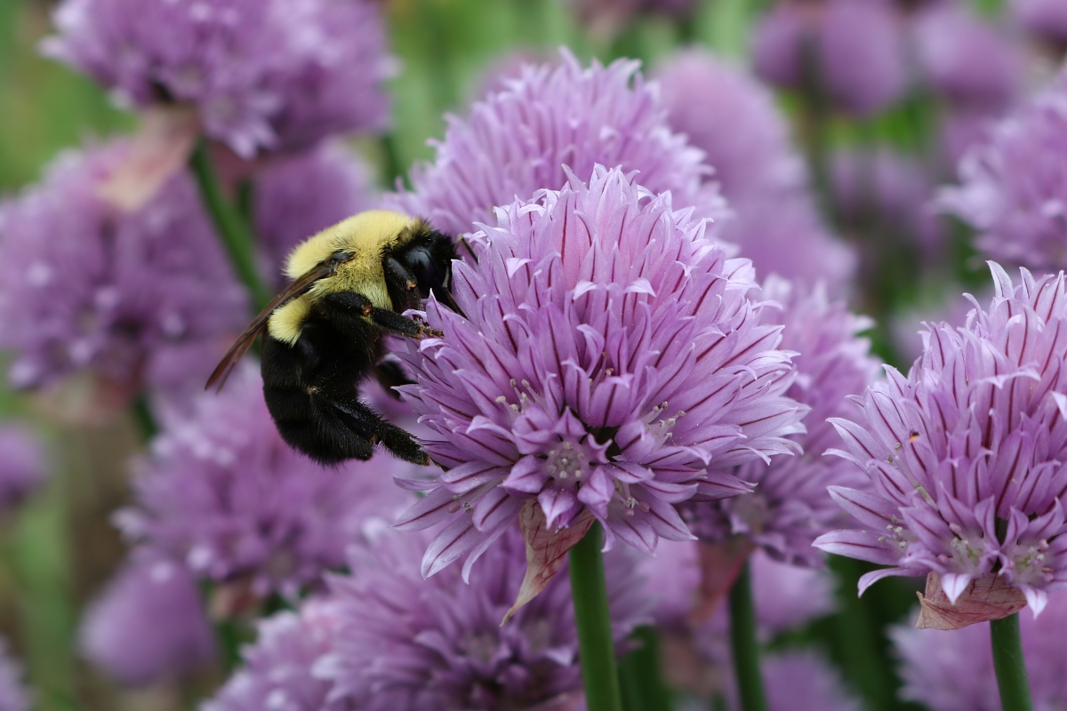 Chive Pollinator