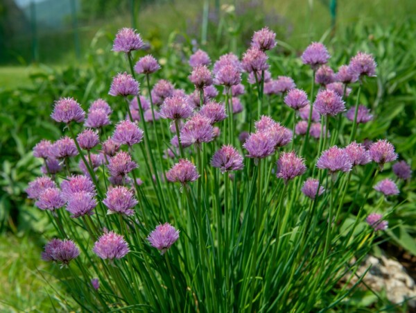 Chives