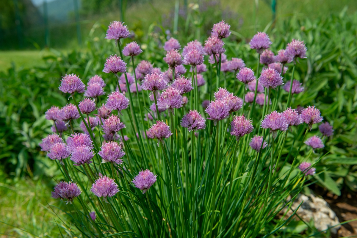 Chives