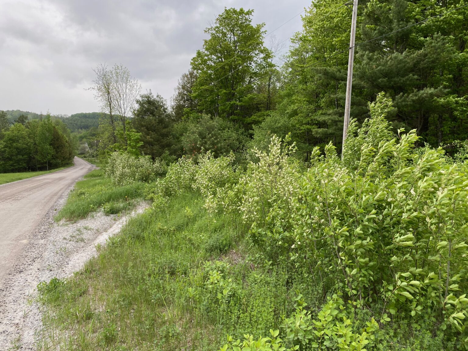 Chokecherries Along Country Road