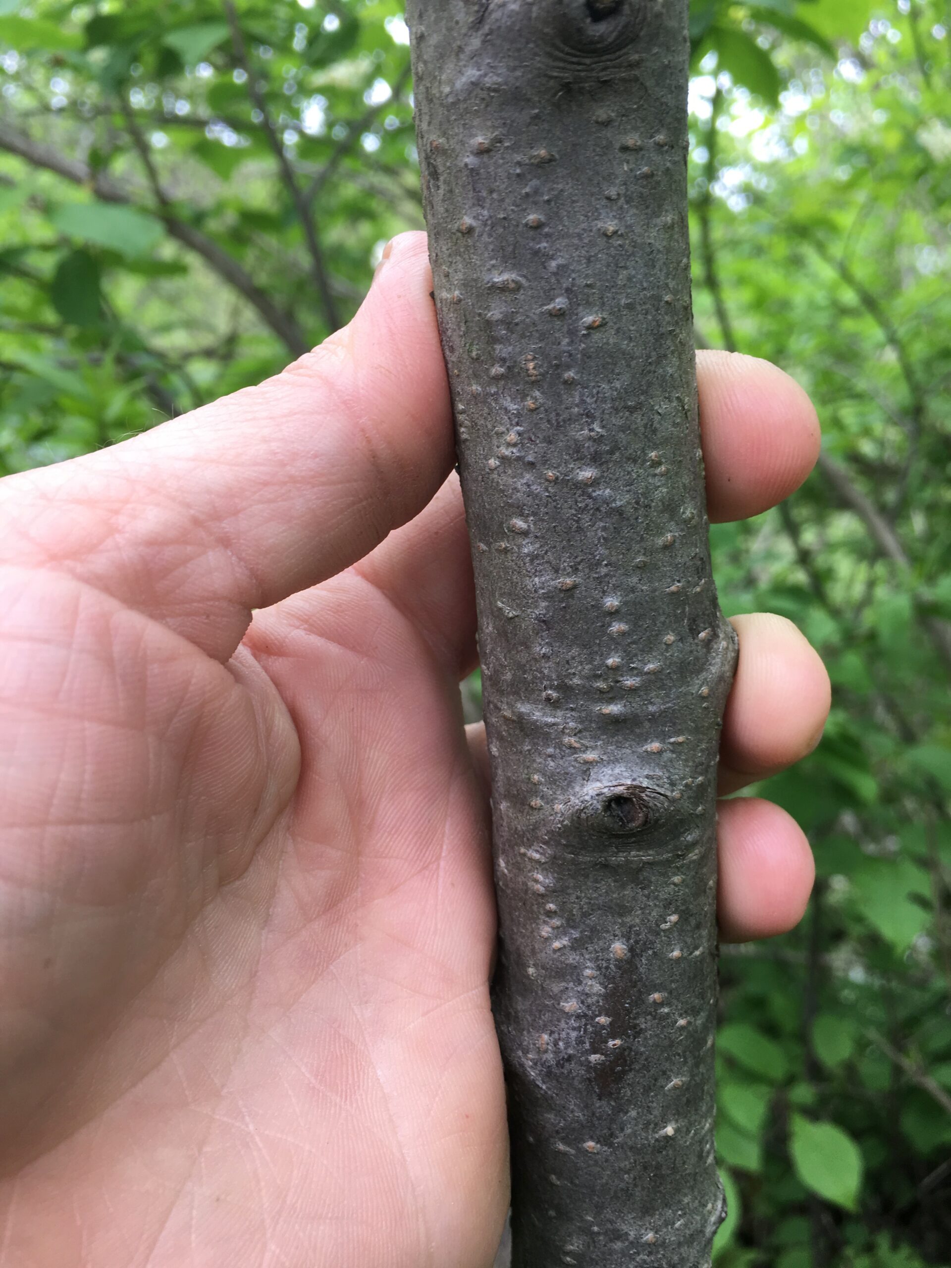 Chokecherry Bark