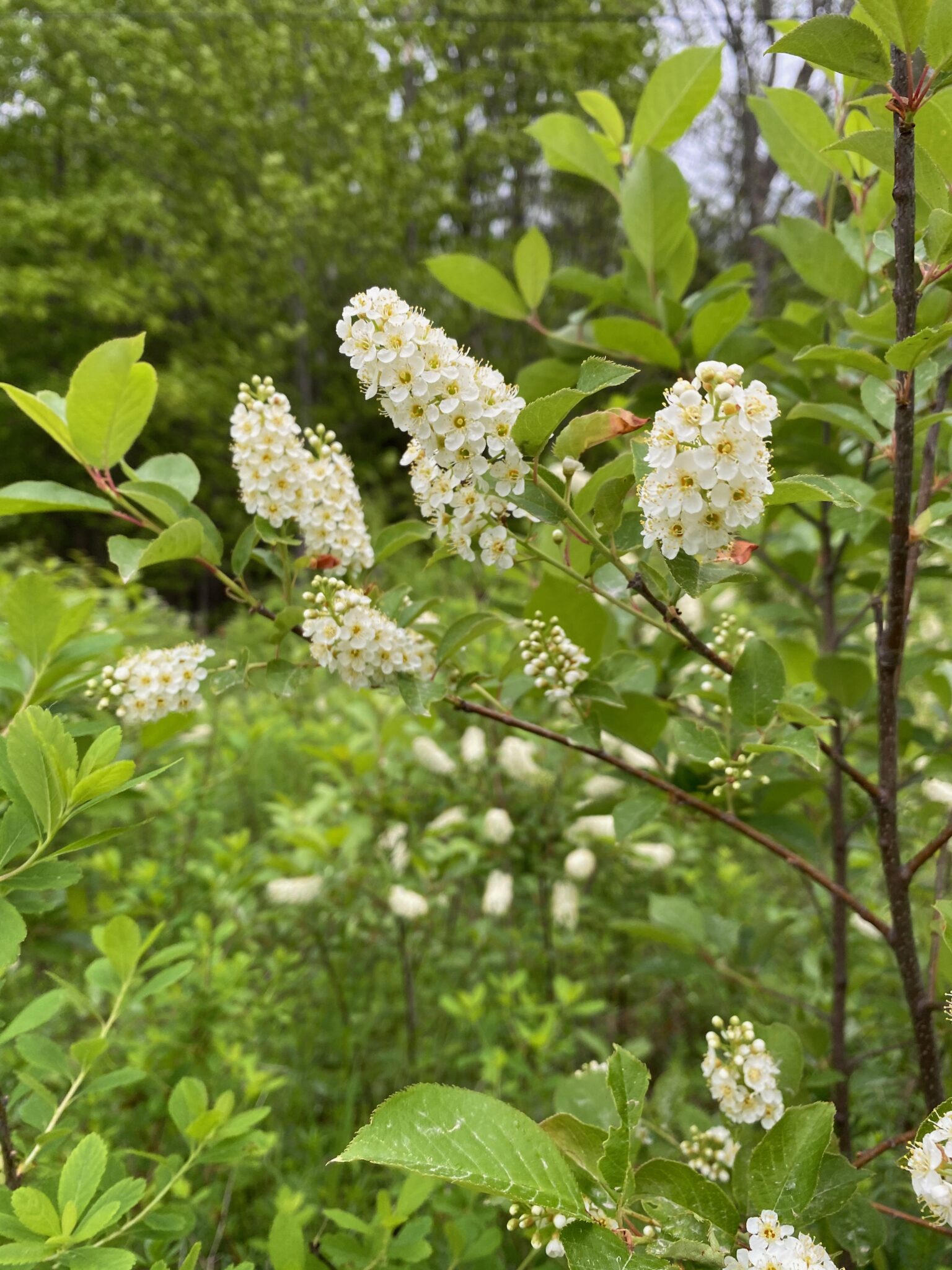Chokecherry Flowers