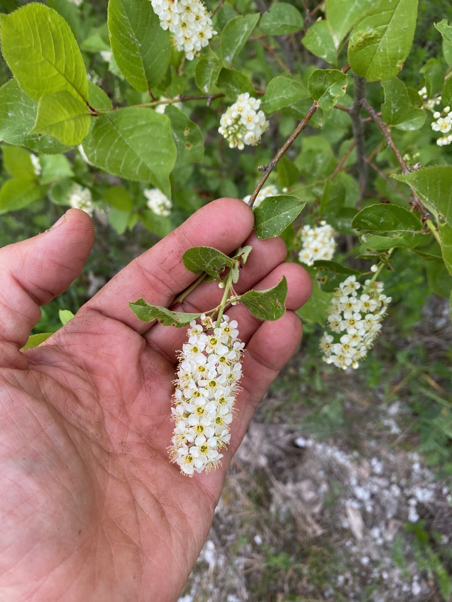 Chokecherry Flowers